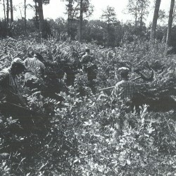 D&eacute;gagement de semis de ch&ecirc;ne par des ouvriers forestiers (1979) / &copy; DR