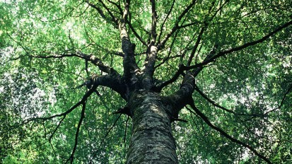 Nos plus belles photos de for&ecirc;t