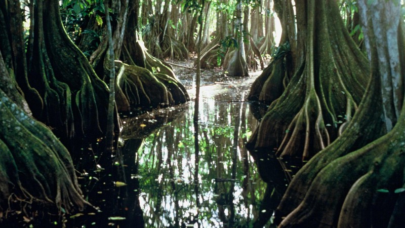 La for&ecirc;t, berceau de la civilisation