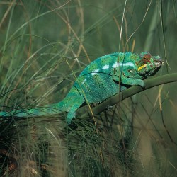 Cam&eacute;l&eacute;on sur une branche / &copy; Jean-Charles Lacroix / ONF