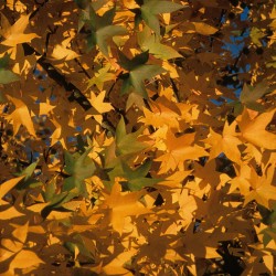 Erable du Japon, feuillage couleurs d'automne / &copy; DR / ONF