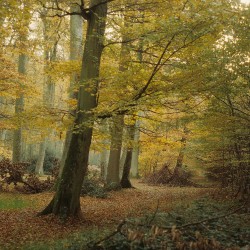 Hetraie en automne / &copy; Claude Pichard / ONF