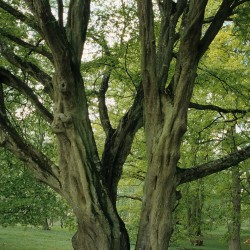 Charme, arbre remarquable / &copy; Claude Pichard / ONF