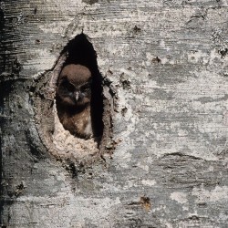 Chouette de Tengmalm dans une cavit&eacute; de h&ecirc;tre / &copy; Alain Blumet / ONF