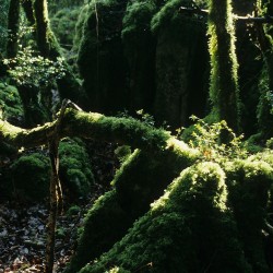 Paysage forestier &agrave; l'int&eacute;rieur d'une buxeraie (buis) / &copy; Jean-Annick Charles / ONF
