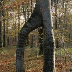 Arbre remarquable, fusion de deux troncs de h&ecirc;tre / &copy; Claude Girard / ONF