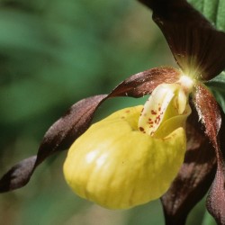 Orchid&eacute;e : Sabot de Venus, plante prot&eacute;g&eacute;e, plus grosse orchid&eacute;e de France, sabot abandonn&eacute; par une f&eacute;e poursuivie / &copy; Alain Blumet /ONF