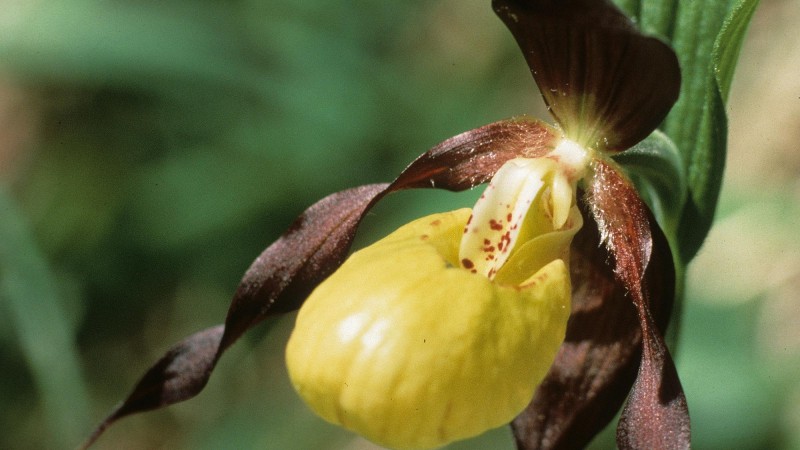 Quizz : De quelle nature &ecirc;tes-vous?