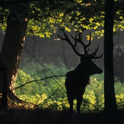 Ombre chinoise d'un cerf de place au moment du brame en lisi&egrave;re d'une clairi&egrave;re / &copy; Christian Pocachard / ONF