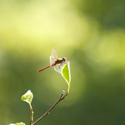 Libellule / &copy; Nathalie Petrel / ONF