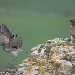 Deux Circa&egrave;te Jean-le-Blanc, un rapace est pos&eacute; sur un rocher, l'autre en vol / &copy; Bruno Berthemy / ONF