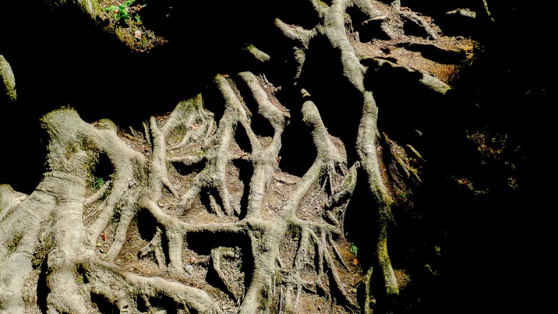L&rsquo;arbre racont&eacute; par Michel Serres