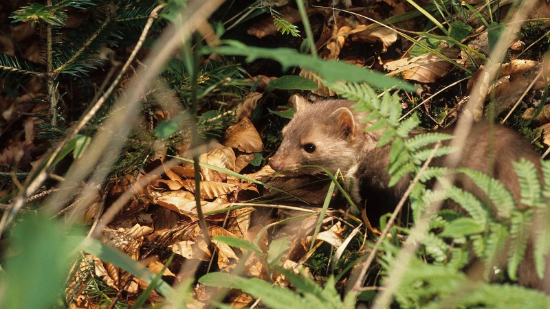 Tout pour (re)conna&icirc;tre les animaux &agrave; la trace
