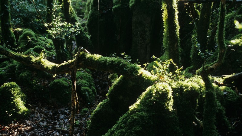 Les murmures d&rsquo;une for&ecirc;t