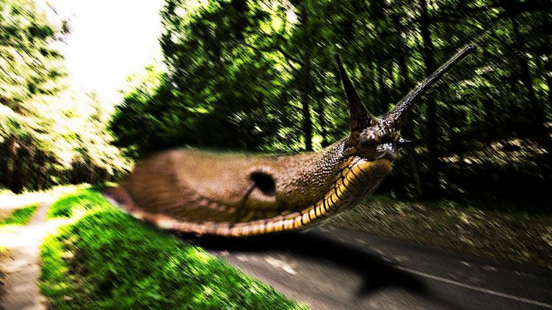 Quand les insectes sortent du bois