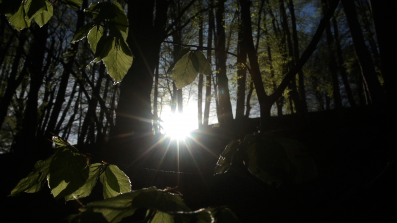 R&eacute;cit d&rsquo;une for&ecirc;t imaginaire