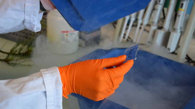 Le bois au c&oelig;ur de la chimie verte